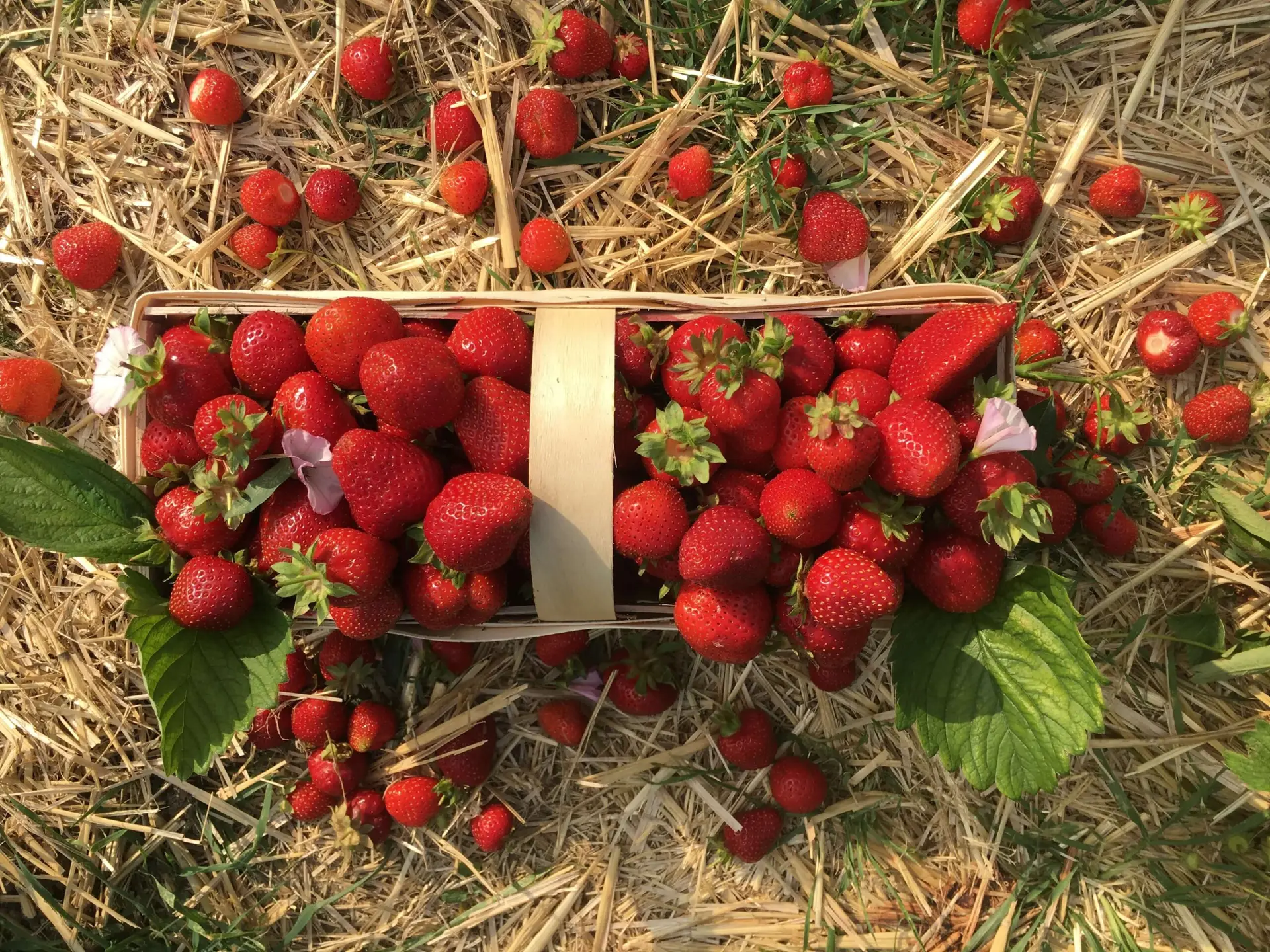 Erdbeeren